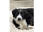 Adopt Heather a Black - with White Australian Shepherd / Beagle dog in Irwin