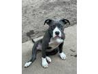 Adopt Dani a Gray/Silver/Salt & Pepper - with White American Pit Bull Terrier /