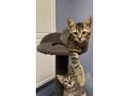 Adopt Oak a Spotted Tabby/Leopard Spotted Domestic Shorthair / Mixed cat in