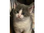 Adopt Ringo a Spotted Tabby/Leopard Spotted Domestic Mediumhair / Mixed cat in