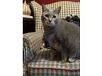 Adopt Simba a Spotted Tabby/Leopard Spotted Domestic Shorthair / Mixed cat in