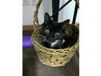 Adopt Carrie a Black & White or Tuxedo Domestic Shorthair / Mixed (short coat)