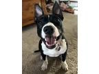Adopt Oreo a Black - with White Pit Bull Terrier dog in Syracuse, NY (41567910)