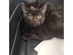 Adopt NUBS - FFPR a All Black Domestic Shorthair / Mixed (short coat) cat in