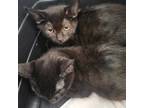 Adopt BENTLEY - FFPR a All Black Domestic Shorthair / Mixed (short coat) cat in