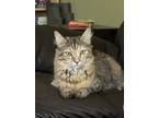 Adopt Elsa a Domestic Mediumhair (short coat) cat in Denver, CO (41567798)