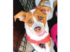 Adopt Daisy a Tan/Yellow/Fawn - with White Pit Bull Terrier / Australian Cattle