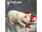 Adopt Auto Parts Litter - Gasket a Domestic Mediumhair / Mixed (long coat) cat