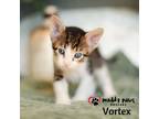 Adopt Twister Tails Litter: Vortex a Spotted Tabby/Leopard Spotted Domestic