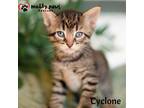 Adopt Twister Tails Litter: Cyclone a Spotted Tabby/Leopard Spotted Domestic