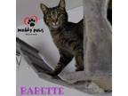 Adopt Babette a Domestic Shorthair / Mixed (short coat) cat in Council Bluffs