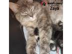 Adopt Zaya a Domestic Longhair / Mixed (long coat) cat in Council Bluffs