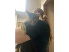 Adopt Tabby a Spotted Tabby/Leopard Spotted Domestic Shorthair / Mixed cat in