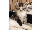 Adopt Jessica a Spotted Tabby/Leopard Spotted Domestic Shorthair / Mixed cat in