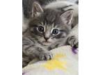 Adopt Paul a Spotted Tabby/Leopard Spotted Domestic Mediumhair / Mixed cat in