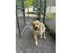 Adopt Lugnut a Red/Golden/Orange/Chestnut - with White Great Pyrenees / Golden