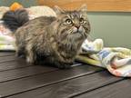 Adopt Mara a Spotted Tabby/Leopard Spotted Domestic Longhair / Mixed cat in