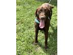 Adopt Bow a Labrador Retriever dog in Dickson, TN (41567867)