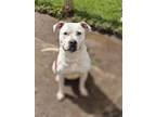 Adopt Paisley a White Staffordshire Bull Terrier dog in Seattle, WA (41567866)