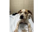 Adopt Whiskey a Cattle Dog, Mixed Breed