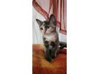 Adopt Starfire a Domestic Shorthair (short coat) cat in New York, NY (41567863)