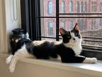 Adopt Maple a Black & White or Tuxedo Domestic Shorthair (short coat) cat in New
