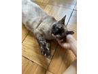 Adopt Nefertiti a Siamese (short coat) cat in New York, NY (41567859)