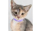 Adopt Spice a Domestic Shorthair / Mixed cat in Kennesaw, GA (41567774)