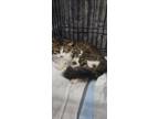 Adopt Mocha a Spotted Tabby/Leopard Spotted Domestic Mediumhair / Mixed cat in