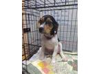 Adopt Henry a White - with Black Beagle / Mixed dog in Owenton, KY (41567800)