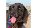Adopt DASH (kt) a Black Flat-Coated Retriever dog in Langley, BC (41567799)