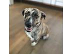 Adopt Hannah a Brindle Mixed Breed (Medium) / Plott Hound dog in Greenbelt