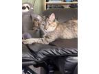 Adopt Anna a Domestic Mediumhair (short coat) cat in Denver, CO (41567796)