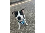 Adopt Charlie a White - with Black American Staffordshire Terrier dog in