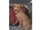 Adopt Boo a Brown/Chocolate - with White Labrador Retriever dog in Brookeville