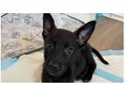 Adopt Woody (Spiderman) a Black - with White Labrador Retriever dog in