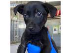 Adopt Buzz (Batman) a Black Labrador Retriever dog in Brookeville, MD (41567787)
