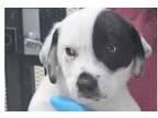 Adopt Patches (Happy) a White - with Black Labrador Retriever / Mixed dog in