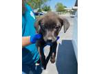 Adopt JoJo a Black Labrador Retriever / German Shepherd Dog dog in Brookeville