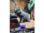 Adopt Hunter a Gray or Blue Domestic Mediumhair (long coat) cat in Yucaipa