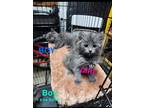 Adopt Stormy a Gray or Blue Domestic Mediumhair (long coat) cat in Yucaipa