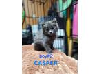 Adopt Casper a Gray or Blue Domestic Mediumhair (long coat) cat in Yucaipa