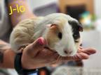 Adopt J-Lo a Guinea Pig small animal in Cambridge, MD (41567732)