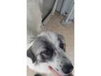 Adopt Rose a Great Pyrenees / Mixed Breed (Medium) / Mixed dog in Brownwood
