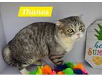 Adopt Thanos a Domestic Shorthair / Mixed (short coat) cat in San Jacinto