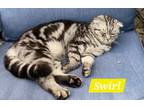 Adopt Swirl a Scottish Fold / Mixed (short coat) cat in San Jacinto