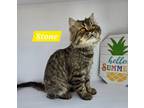Adopt Stone a Persian / Mixed (short coat) cat in San Jacinto, CA (41566279)