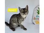Adopt Squirt a Domestic Shorthair / Mixed (short coat) cat in San Jacinto