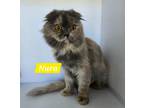 Adopt Nura a Scottish Fold / Mixed (short coat) cat in San Jacinto