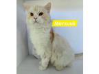 Adopt Marzouk a Domestic Longhair / Mixed (short coat) cat in San Jacinto